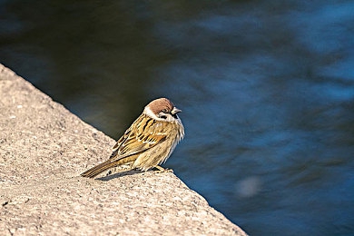 黑人 巨大 迪克 娇小｜探索黑人巨人娇小身材的独特魅力：跨越刻板印象，成就体育传奇-3