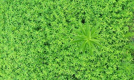 红豆直播|互动娱乐新风尚,红豆直播领航未来潮流-3