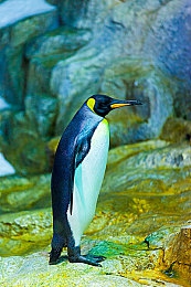 魅姬直播｜直播新势力崛起，魅姬平台引领行业新风潮-5