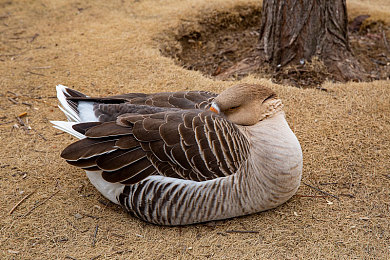 法国性经典XXXXX,｜法兰西风情画卷：揭秘法国性经典的浪漫密码-2