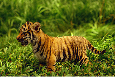 色多多app下载｜下载量破百万！色多多app引关注，娱乐社交新宠还是版权争议焦点？-4