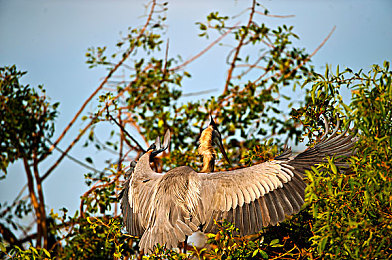 大菠萝福建导航｜畅游福建，导航“大菠萝”，尽享旅游新风尚-1