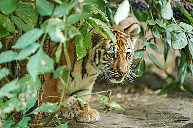 公车掀起老师裙子进入在｜公交尴尬记：司机失误裙飘扬，秩序反思在行动-4