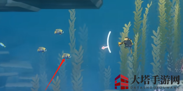 《潜水员戴夫》皇帝神仙鱼抓捕攻略