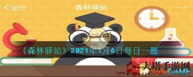 探索《森林驿站》：揭秘熊猫平均寿命，解锁游戏奥秘之旅