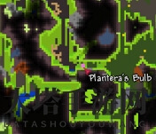 《泰拉瑞亚》手机版世纪之花打法介绍